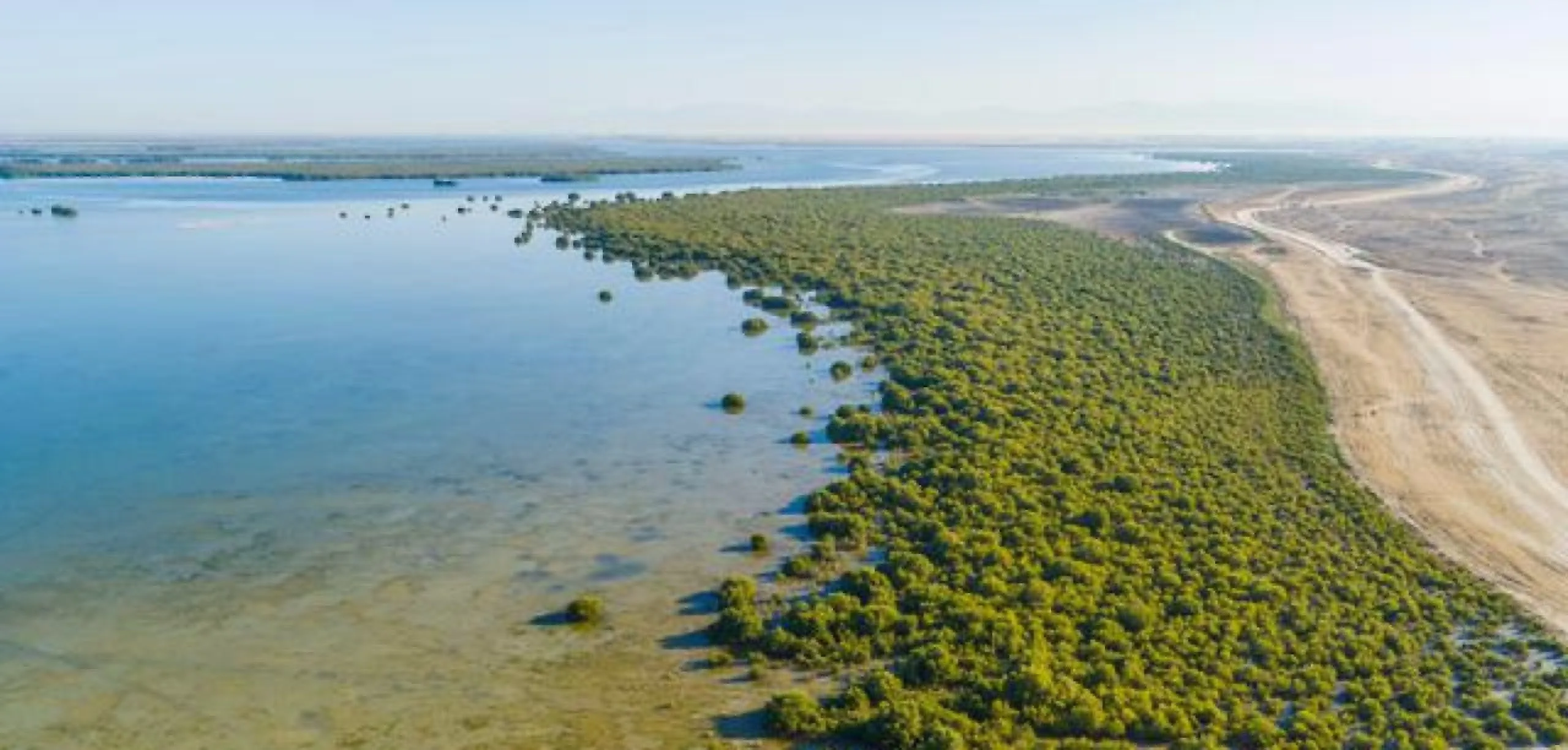 Mangrove Beach